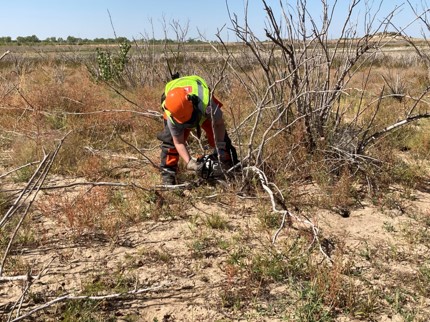 John Martin park ranger Holly Garnett uses a chain-saw to cut dead tamarisk so it can be hauled away, during the National Public Lands Day event at the reservoir, Sept. 25, 2021.